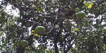 Feuillage et fruits