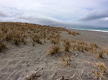 forwground memiliki sedikit oranga Pīngao rumput yang tumbuh di pasir. Latar belakang laut dan bukit-bukit di kejauhan.