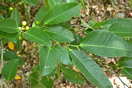 Foliage