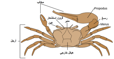 السلطعون بالانجليزي