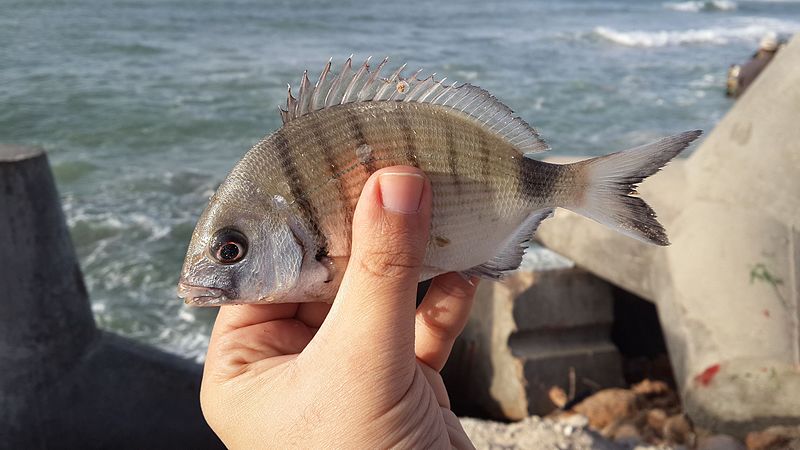 File:Fish from Alexandria Coast.jpg