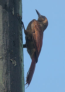 Flickr - Dešťový ptáček - Woodcreeper severní (Dendrocolaptes sanctithomae) .jpg
