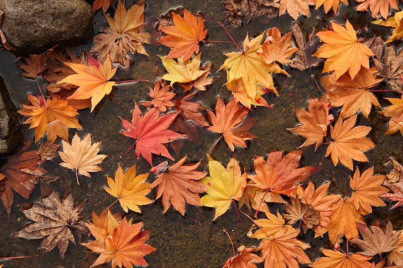 File:Floating Leaves (2055414380).jpg