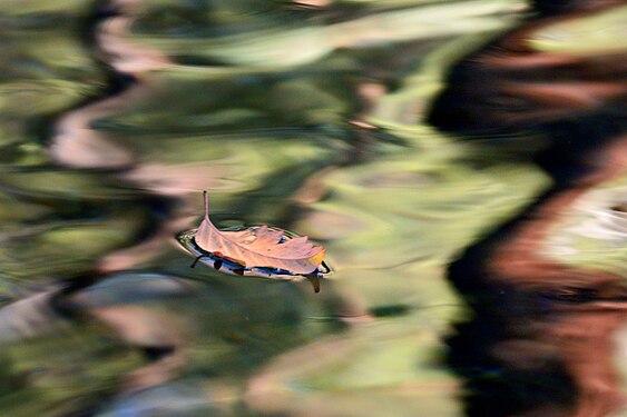 Floating Fall leaf