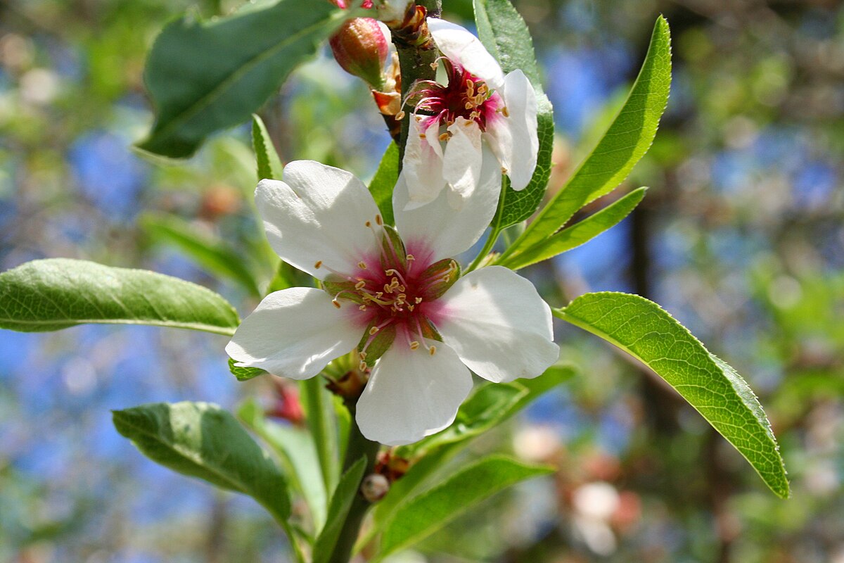 Archivo:Flor  - Wikipedia, la enciclopedia libre