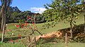 Flores na área rural no Bairro Araponguinhas em Timbó, SC - panoramio.jpg