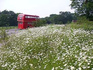 <span class="mw-page-title-main">Newlands Corner</span> Nature reserve in Guildford, Surrey, England