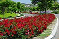 Flower Carpet Red, Noack 1986