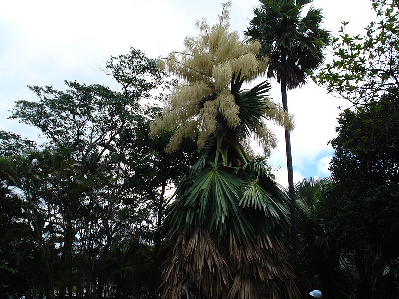 File:Flowering Talipot Palm 02.jpg