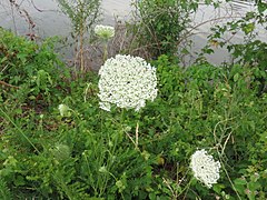 Wild carrot