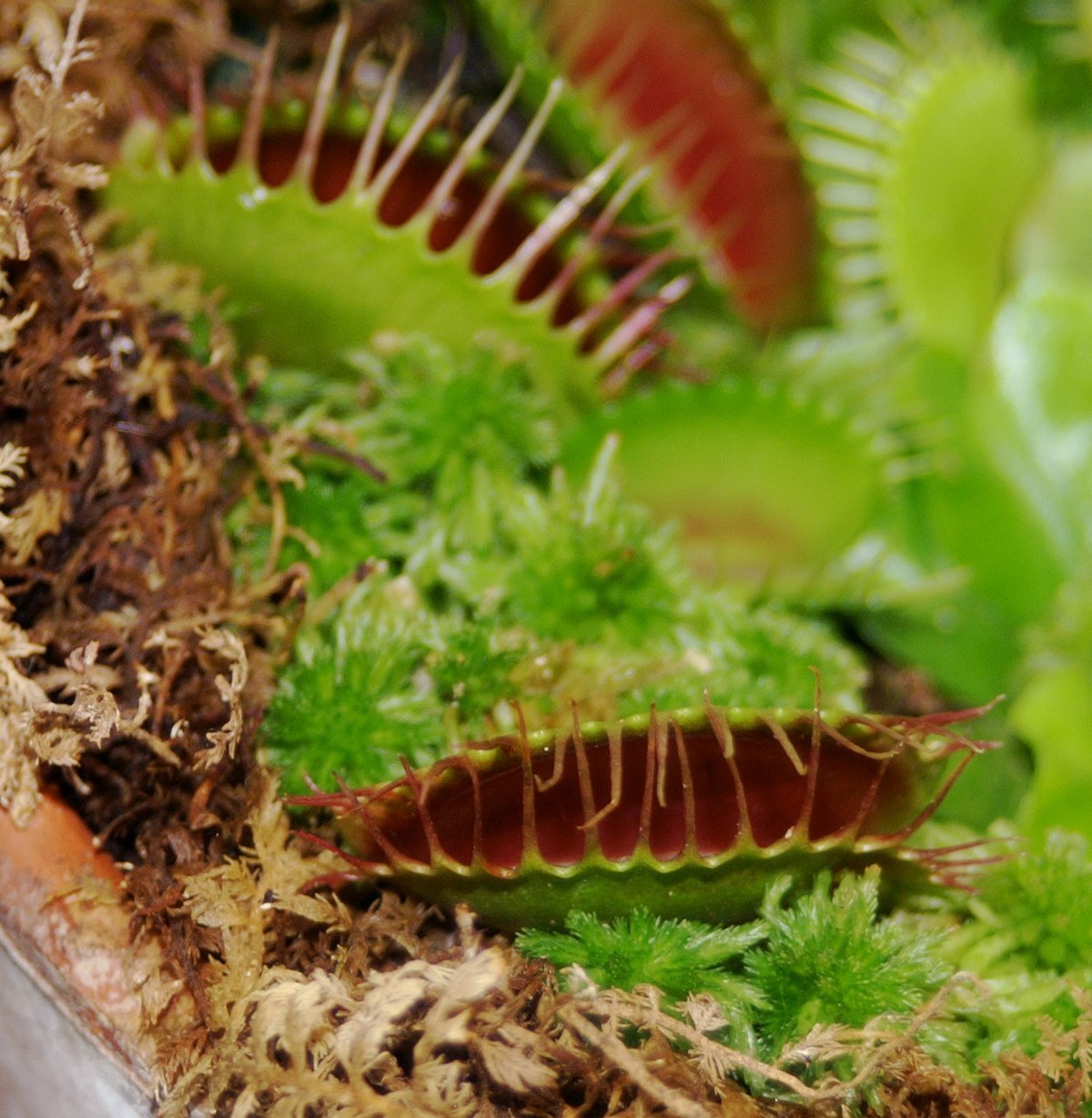 File:Vole bait trap.JPG - Wikimedia Commons