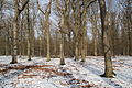 Forêt départementale de Beauplan sous la neige 2012 34.jpg