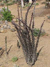 Fouquieria ochoterenae