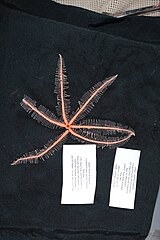 File:Freyastera mortenseni - IZ 1453620 LabImage 06.jpg (Category:Echinodermata in the National Museum of Natural History, USA)