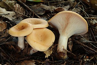 <i>Paralepista</i> Genus of fungi