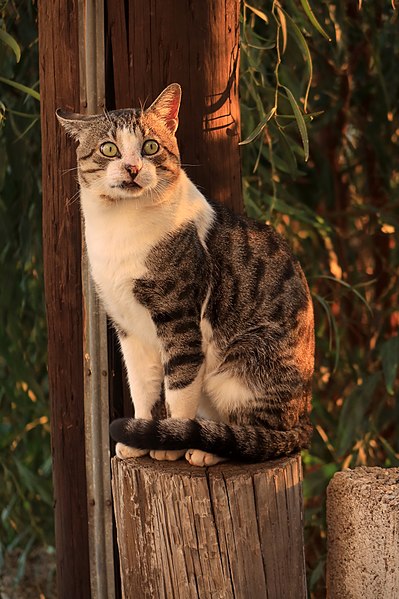 File:Funny-faced bully cat (50539714923).jpg