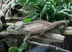 Some spot color: Meet the world's tiniest chameleon