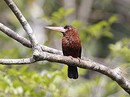 Galbalcyrhynchus purusianus -Manu National Park, Peru-8.jpg