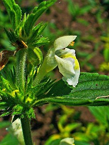 Galeopsis segetum Flower