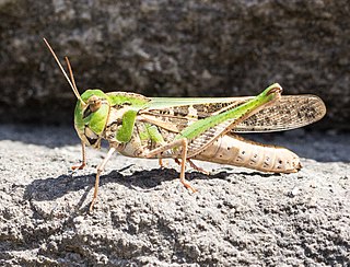 <i>Gastrimargus</i> genus of grasshoppers