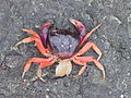 Gecarcinus quadratus (dead)