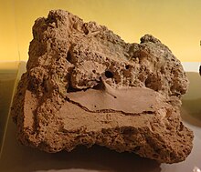 Parte del carapace di Geochelone burchardi, Museo de la Natura e del Hombre, Santa Cruz de Tenerife