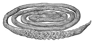 #28 (26/10/1873) The 19-foot (5.8 m) tentacle of the first Architeuthis ever examined on land, hacked off a living animal on 26 October 1873