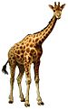 Giraffa camelopardalis Brockhaus white background.jpg