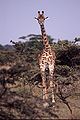 Giraffe Staring.jpg