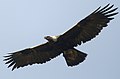 канадски сури орао у лету