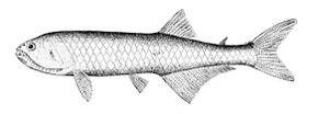 Kuvaus Gonostoma denudatum.jpg -kuvasta.