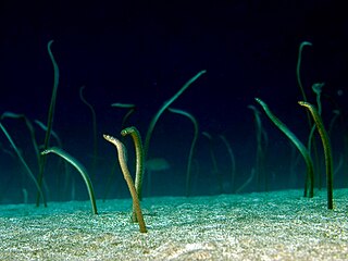 Barnes garden eel Species of fish