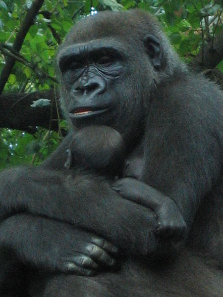 File:Gorilla gorilla at the Bronx Zoo 004.jpg