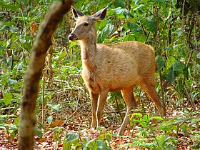 A female (doe) at Jim Corbett National Park