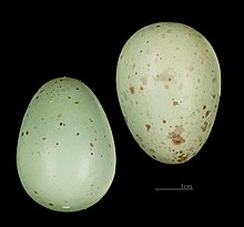 Eggs Gracula religiosa MHNT 227 Jardin des plantes de Paris.jpg