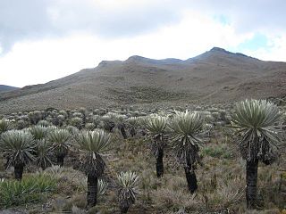 <span class="mw-page-title-main">Eastern Province, Cundinamarca</span> Province in Cundinamarca, Colombia