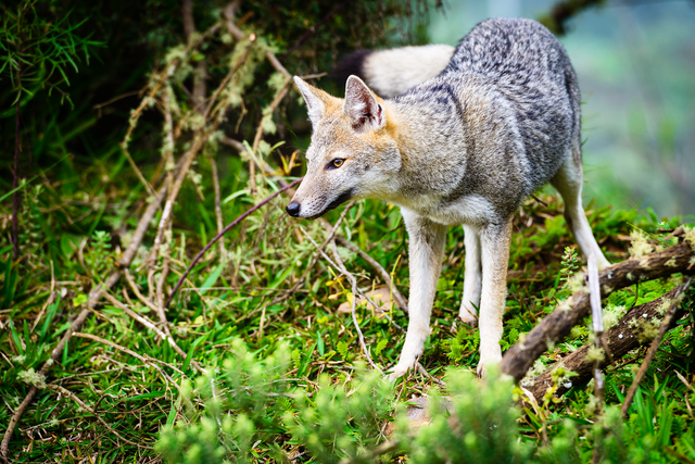 File:Graxaim_(Pseudalopex_gymnocercus).png