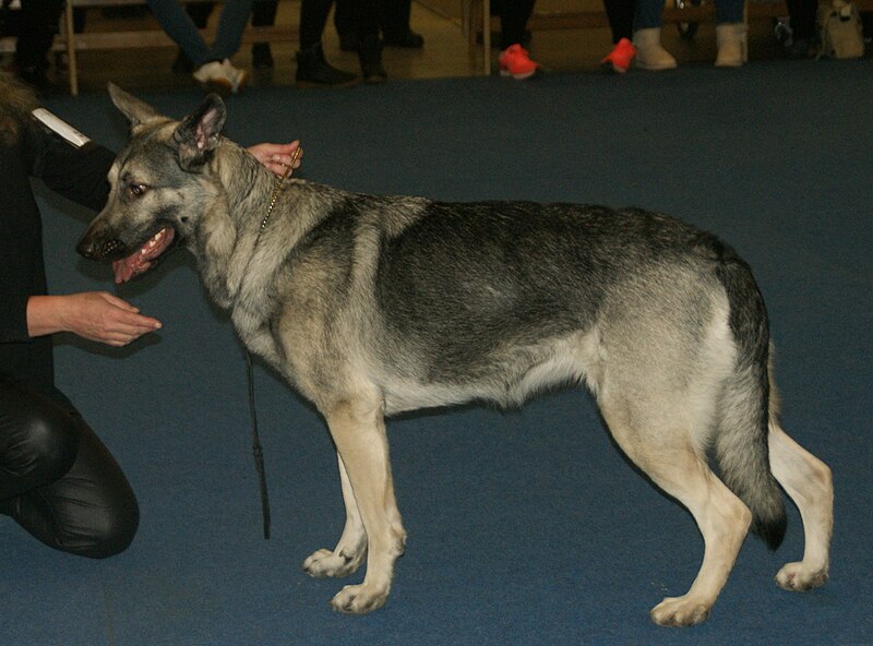 File:Gray Sable East European Shepherd 1.jpg