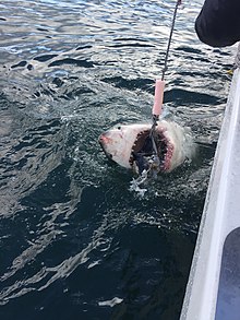 Great White Shark, Mossel Bay Great White Shark, Mossel Bay.jpg