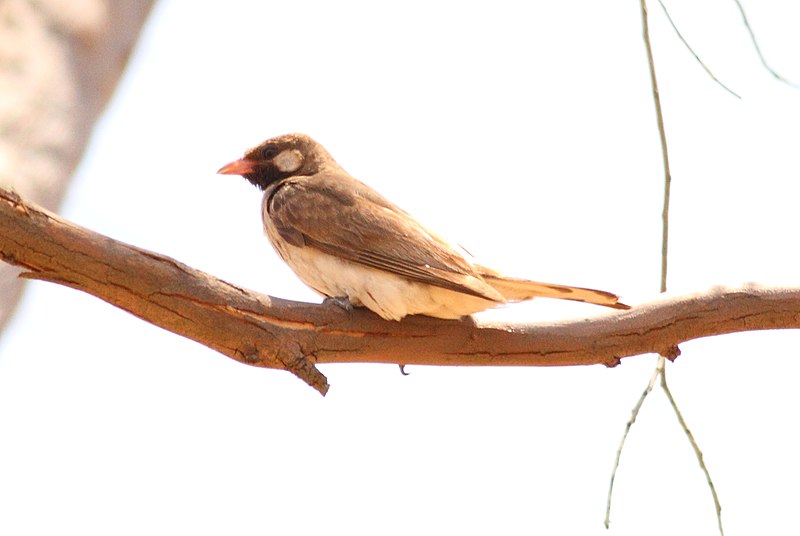 File:Greater Honeyguide.jpg