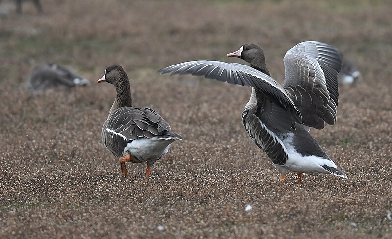 File:Greater White-fronted Goose - 52561964990.jpg