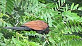 Greater coucal 12.jpg