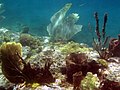 Grenada Under Water - panoramio - Stefan und Bille (5).jpg