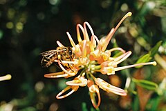 Grevillea olivacea.jpg