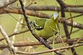 Grey fronted green pigeon(Treron affinis) 8.jpg