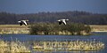 * Nomination Greylag geese (Anser anser) --Charlesjsharp 10:52, 13 May 2023 (UTC) * Promotion  Support Good quality. --Poco a poco 14:58, 13 May 2023 (UTC)