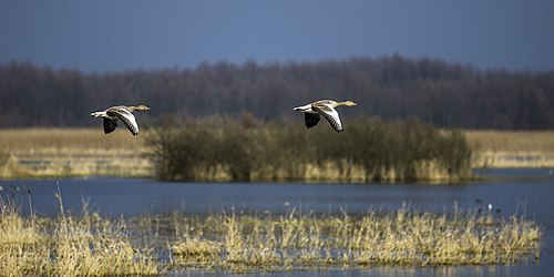 Greylag geese (Anser anser) in flight Biebrzanski 2.jpg