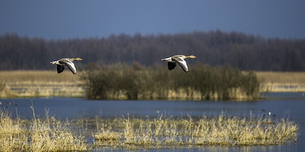 Anser anser (Greylag Geese) in flight