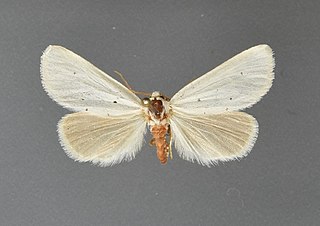 <i>Grotella parvipuncta</i>