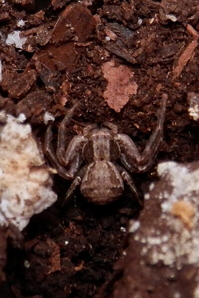 File:Ground Crab Spider (Xysticus sp.) - Saskatoon, Saskatchewan 2014-11-05 (02).jpg